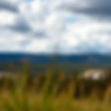 Magnificent Anticipating the Return of Yellowstone: Dates, Speculations, and Insights Magnificent Anticipating the Return of Yellowstone: Dates, Speculations, and Insights